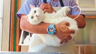 Persian Cat Deshedding & Grooming |  Pet Grooming TV by Pet Grooming TV 891 views 8 months ago 10 minutes, 17 seconds