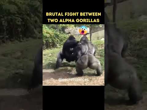 Epic Battle Gorilla Fight's Gorilla #shorts