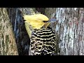 Female Blond-crested Woodpecker at Trilha dos Tucanos - Brazil ago23