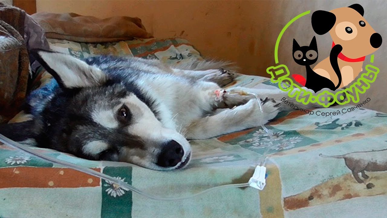 что делать, если ваша собака остановилась