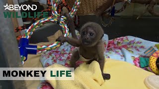 S8E02 | Bueno Junior Meets His New Family For The First Time | Monkey Life | Beyond Wildlife