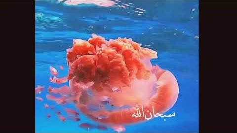 الآيه 19 سوره العنكبوت - رعدالكردي(أَوَلَمْ يَرَوْا كَيْفَ يُبْدِئُ اللَّهُ الْخَلْقَ ثُمَّ يُعِيد)