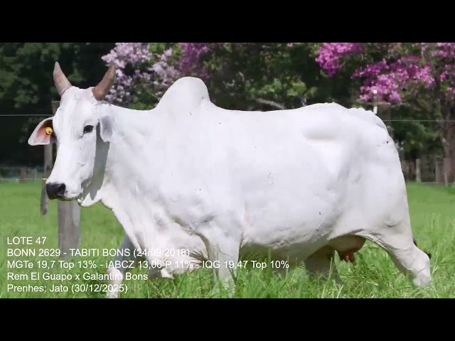 Lote 47   Leilão Trio Bonsucesso   Etapa Fêmeas Jovens