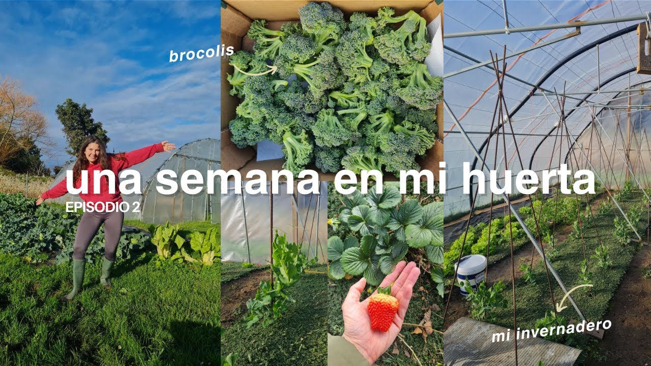 Una semana en mi huerta: brocolis, guisantes, fresas y mucho más 🥦🍓🫛😋