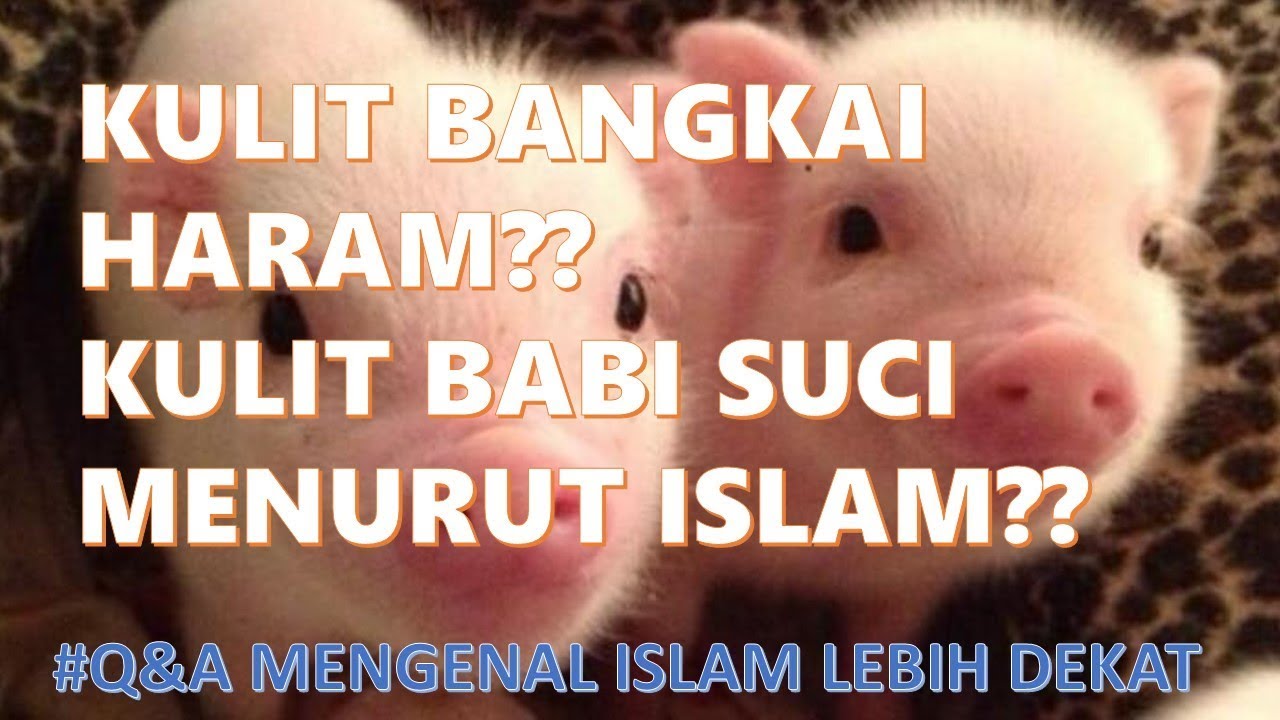 Terkena Kulit Bangkai Haram Kulit Babi Suci Menurut Islam Youtube