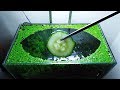 23rd month  cucumber feeding frenzy no filter no co2 no ferts 5 gallon nano tank