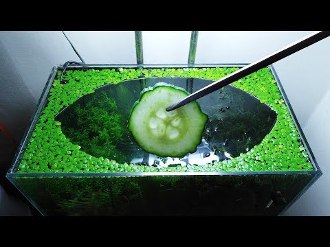 Video: Feeding Cucumbers