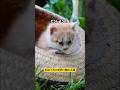 初めて外の世界に触れる猫のアフレコ #shorts