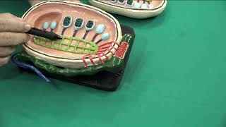 Testículos A Fabrica De Espermatozoides