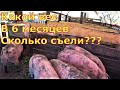 Вес в 6 месяцев / Сколько корма съели