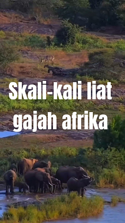 Skali-kali liat gajah afrika #fypyoutube #wildlife #wildlifeentertainment #elephant #africa