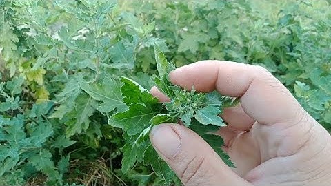 Bón Phân Cho Cây Hoa Cúc Khi Cây Ra Nụ || Fertilizechrysanthemum plants when the plants bud