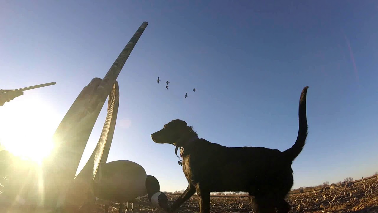 Goose hunting in Nebraska Great November Pit Hunt! YouTube