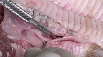 OSSIX Agile Socket Preservation  Pig Jaw with Sutures