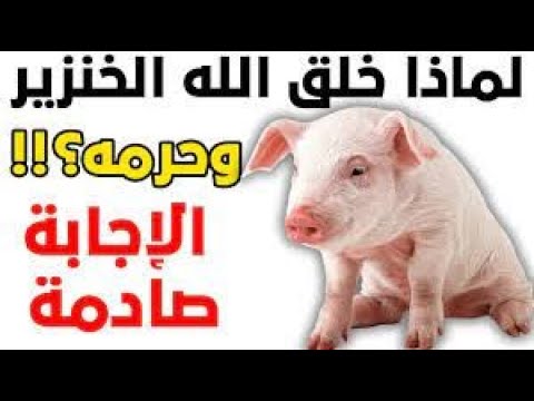 هل تعلم لماذا خلق الله الخنزير وحرمه على البشر الإجابة صادمة 