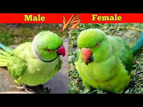 वीडियो: क्या तोते और तोते एक ही चीज़ हैं?