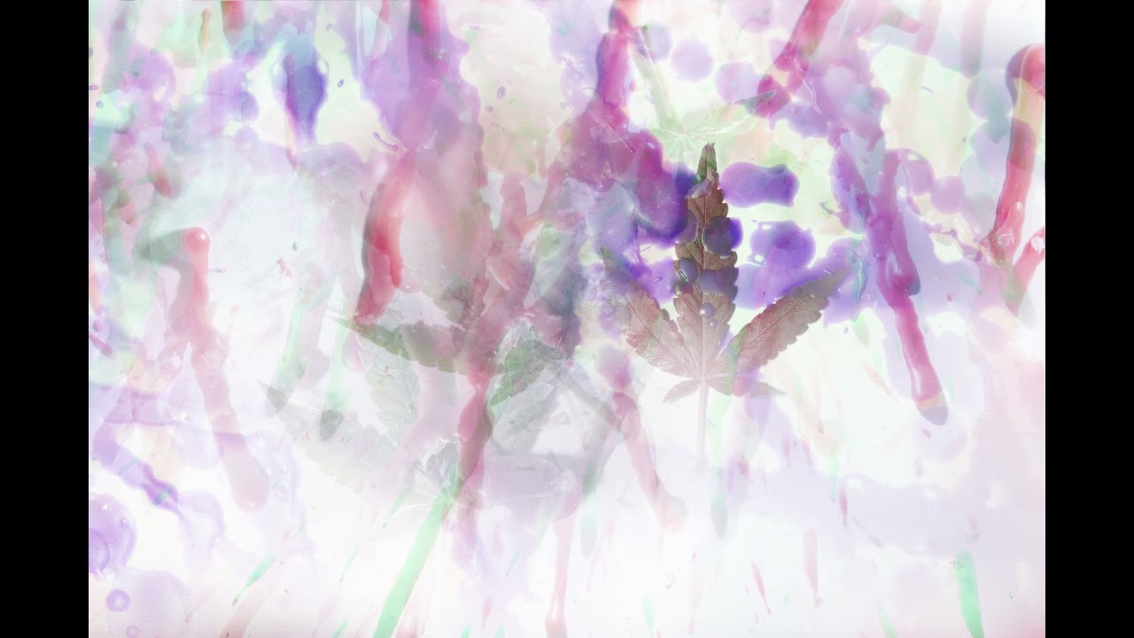 Abstract Cannabis Photography Art / Wallpaper  Background