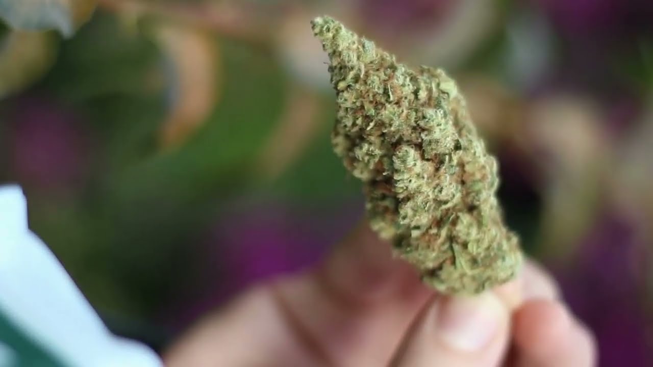 Cali Orange CBD by The Tree CBD