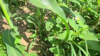 New Solanum On The Property