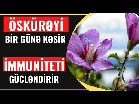 Video: Ampul çiçəkləri