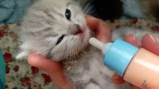 Cute 3-weeks old kittens 🐈🍼 Хорошенькие котята 3 недели