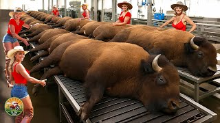 How Millions of Bison Are Raised & Processed – Massive Bison Farming For Meat
