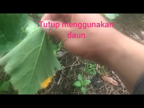 Video: Cara Menjimatkan Labu Pada Musim Sejuk