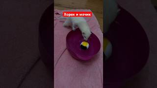 Хорек снежок и мяч #хорек #ferret #жизнь #куница #funny #funny