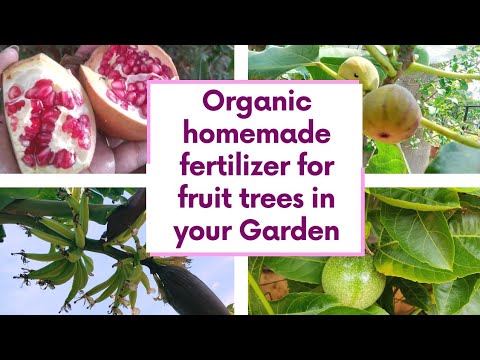 Organic homemade fertilizer for fruit trees | Fertilizing schedule