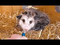 I interviewed animals with a tiny mic