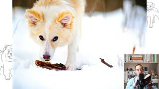 Icelandic Sheepdog. Pros and Cons, Price, How to choose, Facts, Care, History