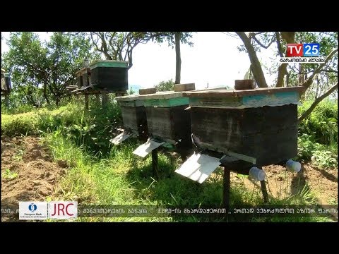 როგორ დავიცვათ ფუტკარი აზიური ფაროსანას წინააღმდეგ წამლობის დროს