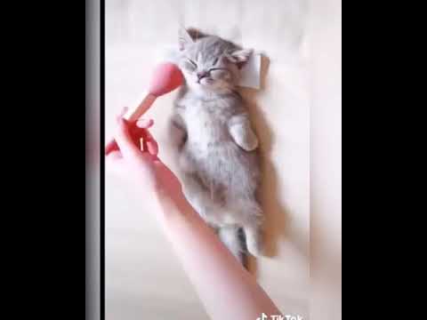    قطط مضحكة هه 2