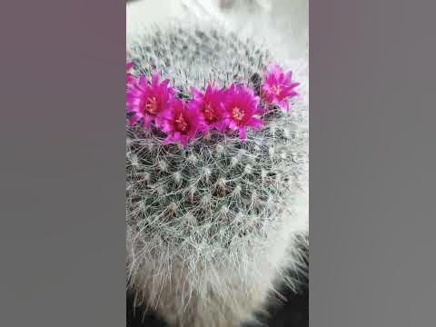 кактус #live #love #красота #жизнь #кактусы #кактус #цветы #розовый # ...
