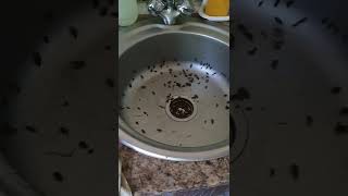 Tarakandan 1 Kunda Qutilish Tarakan Suvaraklarni Klapa Klop Yoqatish Usullari Dezinfeksiya Tashkent