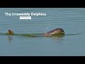 Meet the irrawaddy dolphins star residents of chilika