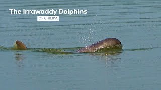 Meet the Irrawaddy Dolphins, Star Residents of Chilika