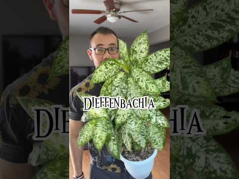 Video: Información de la planta Galax - Cómo cultivar plantas Galax en el jardín