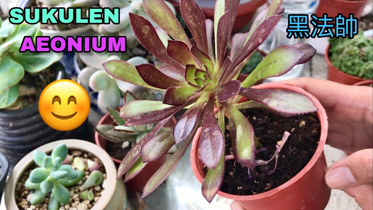 #Sukulen unik #aeonium 黑法帥| cara merawat sukulen 4K