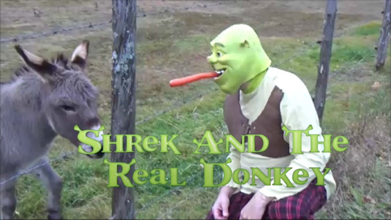 Donkey and Shrek - Funny Video - YouTube