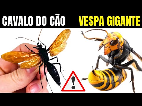 Vídeo: Ninhos de vespas são motivo de preocupação