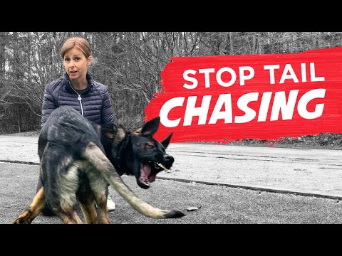 Video: How To Stop The Tail In Dogs