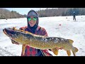 Invasive fish are taking over nonstop ice fishing action