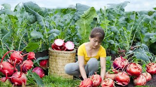 Harvesting kohlrabi Goes To Market Sell  Replant the vegetable garden | Nhất Daily Life