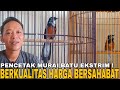 REVIEW MURAI BATU BLOROK EKSTRIM BERKUALITAS HARGA BERSAHABAT FREE ONGKIR SELURUH INDONESIA