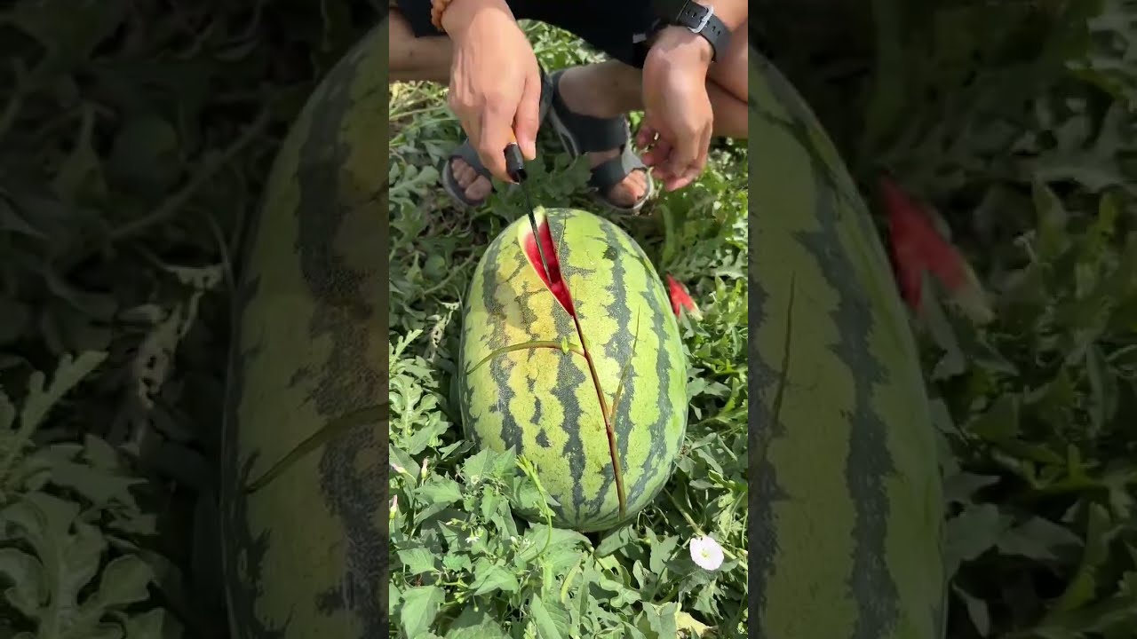 Watermelon Cutting ASMR Juicy Satisfying Slices Cuttingskills