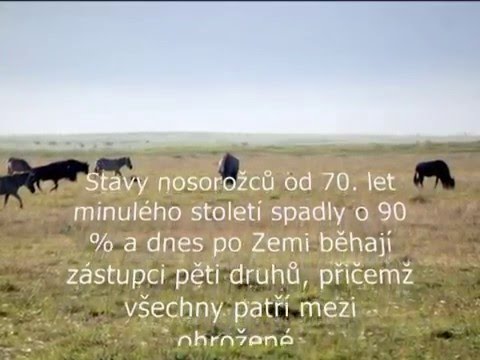 Video: Nosorožec Javan Práve Vyhynul Vo Vietname - Matador Network