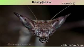 Лекция Е.О. Щербакова «Богомолы: неизвестные хищники» Лекция Е.О. Щербакова «Богомолы: неизвестные хищники»