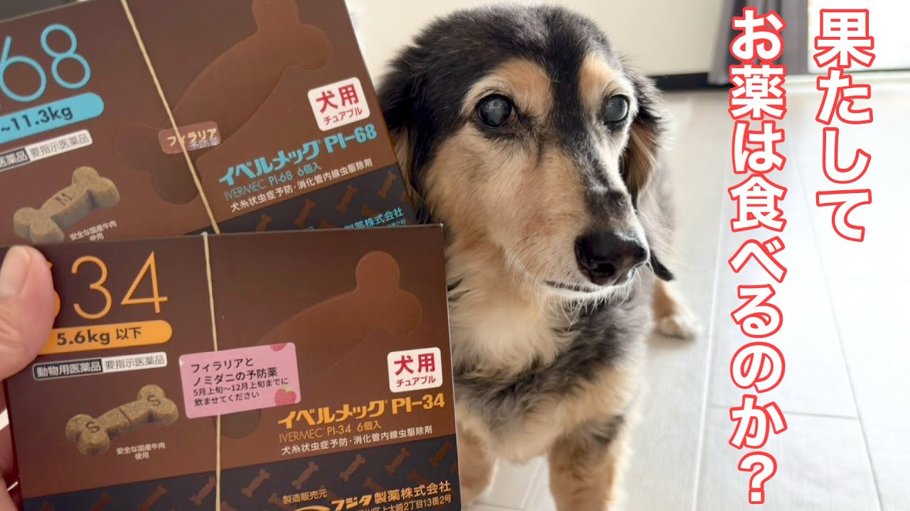 【ダックスフンド】大好きなフィラリア予防薬さえも食べムラが出てしまいました（涙）