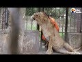 Animals Left To STARVE At Zoo Experience Love for the First Time | The Dodo